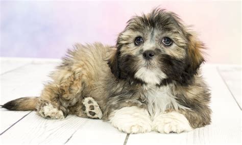 Razas De Perro Tranquilos El Lhasa Apso Y Otros Famosos Por Su Buen