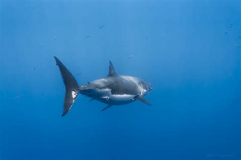 デスクトップ壁紙 海洋 青 魚 鮫 水中 パシフィック 野生動物 ダイビング バジャ Greatwhiteshark