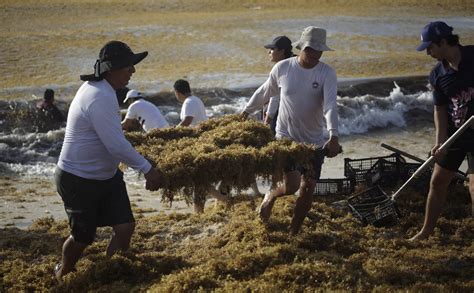 Canc N Retiran Toneladas De Sargazo En Playa Delfines