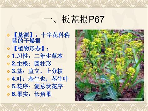 第七章 第二节根茎类生药三板蓝根、甘草、黄芪word文档在线阅读与下载无忧文档