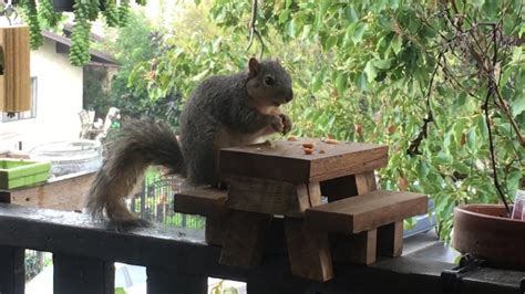 Picnic Table For Squirrels Youtube