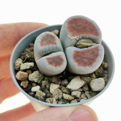 Lithops Karasmontana Lateritia Red Top 6 5 Cm Aizoaceae Giromagi