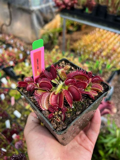 Dionaea Muscipula New 2023 Great Line Carnivorous Plant Resource