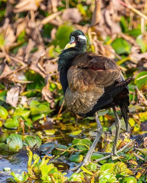 A Bronze Winged Jacana Roaming Stock Photo Image Of Species Habitat