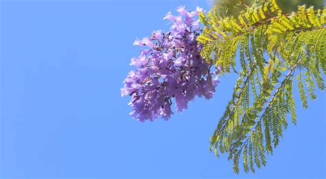 Different Types Of Jacaranda Trees Popular Varieties And Species