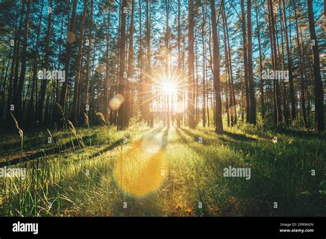 Beautiful Sunset Sunrise Sun Sunshine In Sunny Summer Coniferous Forest