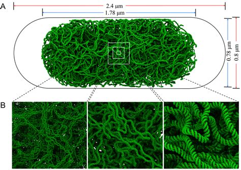 Structural Model Of The Escherichia Coli Chromosome A A Model Of The Download Scientific