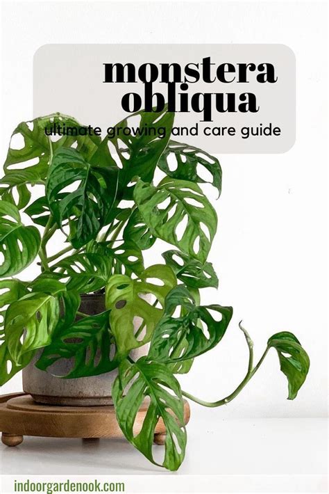 Monstera Adansonii Care Guide