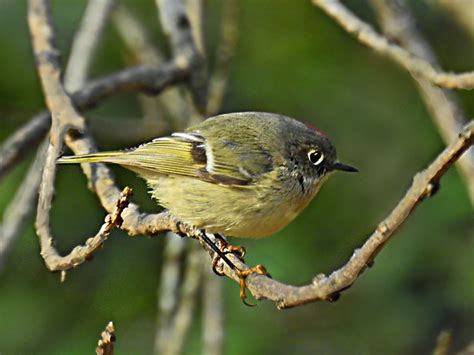 Regulidae Corthylio Calendula Male Ruby Crowned Kinglet Flickr