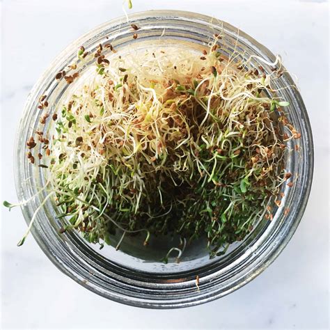 Growing Your Own Sprouts at Home - Erin's Inside Job