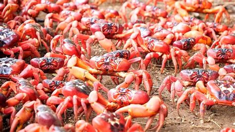 Millions Of Red Crabs Start Their Migration On Christmas Island Bbc Newsround