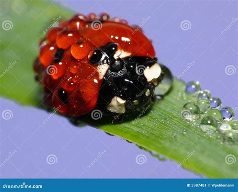 Wet Ladybug Stock Image Image Of Closeup Insect Rain 3987481