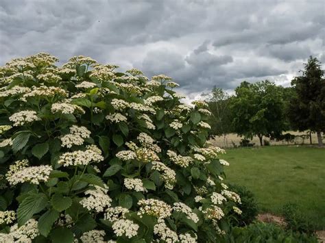 Ornamental Flowering Trees For Usda Zone Landscapes