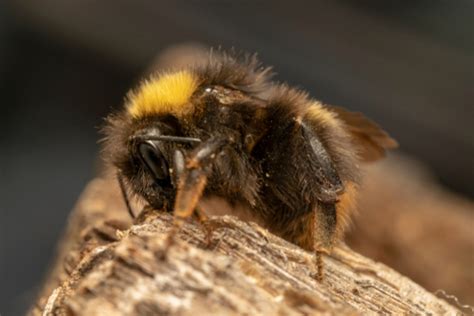 Holzbiene Merkmale Arten Stiche Und Spannende Infos