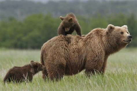 Sky And Her Cubs Scout And Amber From Disneynature S Bears Ours Grizzly