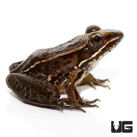 Baby Leopard Frog Underground Reptiles