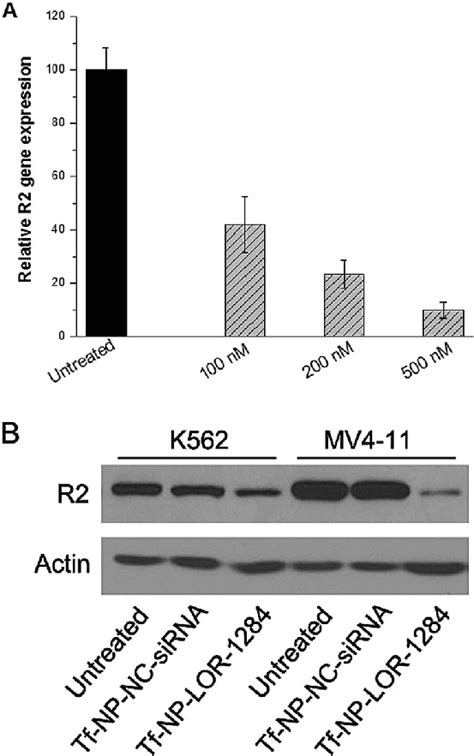 TfNPsiRNA Mediated Gene Silencing In MV4 11 And K562 Cells A