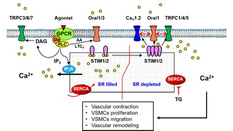 Figure 1 From The Complex Role Of Store Operated Calcium Entry Pathways