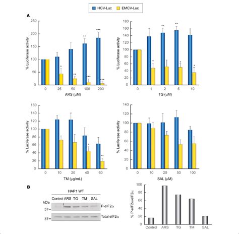 Translation From The Hcv Ires In Hap Wt Cells Is Resistant To The