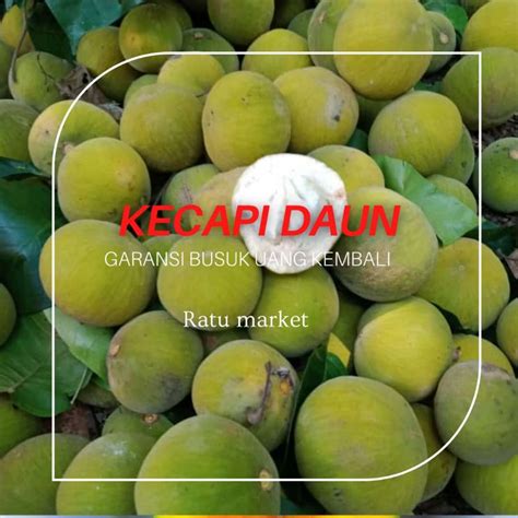 Jual Buah Segar Kecapi Daun Jaminan Rasa Manis Kwalitas Terbaik