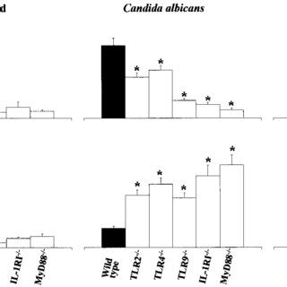 Fungal Growth In Tlr Tlr Tlr Il Ri And Myd Deficient And