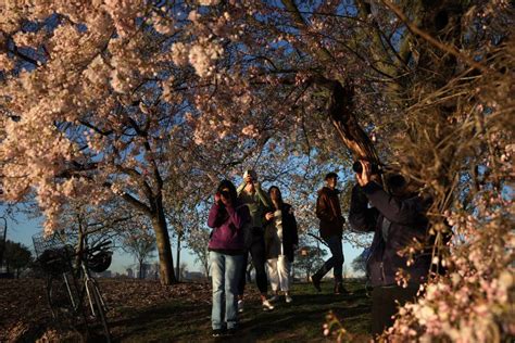 A Guide to When and Where You Can See the D.C. Cherry Blossoms