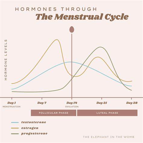 Pin On Hormones