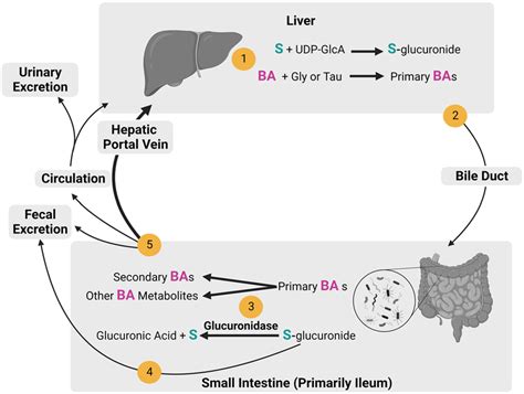 Enterohepatic Circulation Of Sex Steroids And Bile Acids Sex