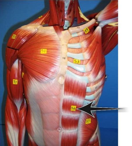 Trunk Muscles Diagram Quizlet