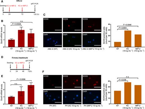 Gene Expression And Immunohistochemical Analysis Of Sox9 A Timeline