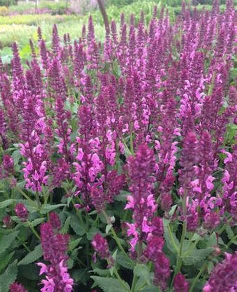 Salvia superba rose Serres Horticoles David Deshoullières