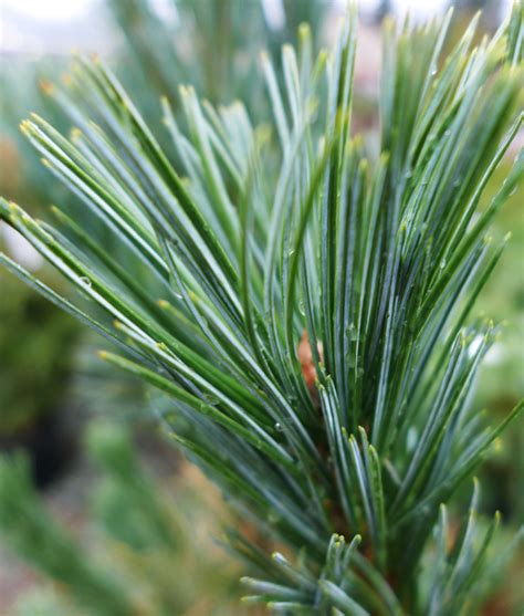 Conifers In Shades Of Gold And Silver Brighten A Winter Garden Olander Garden Design