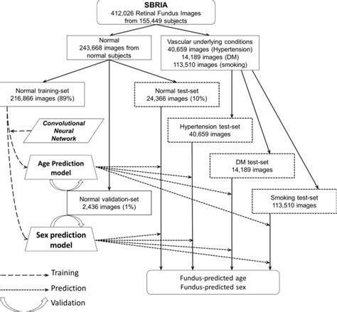 Effects Of Hypertension Diabetes And Smoking On Age And Sex