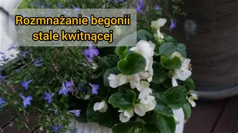 Begonia Stale Kwitn Ca Rozmna Anie Z Nasion I Sadzonek Zielonych Youtube