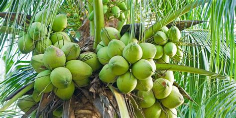 Tumbuhan Eksotis Seribu Kelapa Di Pulau Saibus