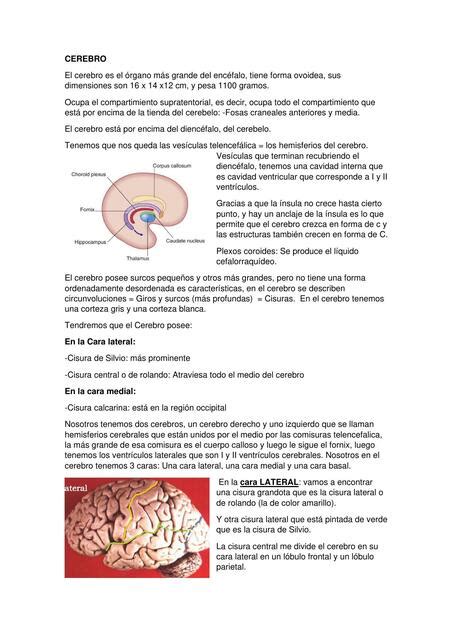 Cerebro Drs Inmunoglobulinas UDocz