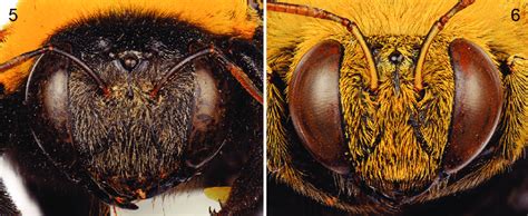 Faces Of Xylocopa Koptortosoma Aestuans Linnaeus From Central Saudi