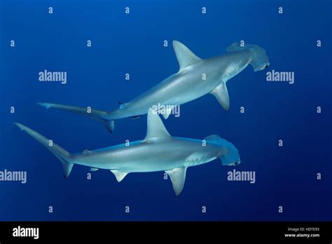 Two Scalloped Hammerhead Sharks Sphyrna Lewini Swimming In Open Sea