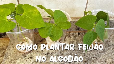 Plantar Feijao No Algodao Revoeduca