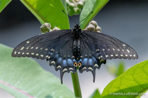 The Eastern Black Swallowtail David At The Hall Of Einar