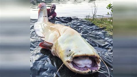 Un pescador captura al monstruo del río Ebro un enorme siluro blanco