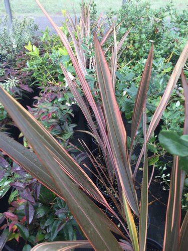 Phormium Maori Queen Phormium Rainbow Queen Maori Queen New