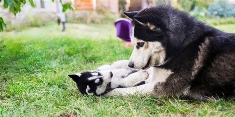 Conseil V T Rinaire Blog Guide Du Husky De Sib Rie Adoption Prix