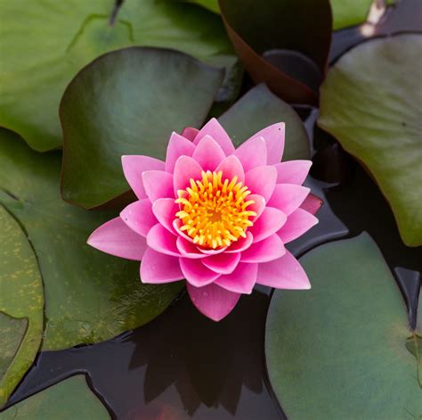 What Is The Symbolism Of The Lotus Flower 43 Off