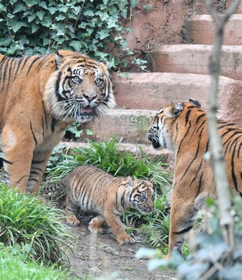 Il Debutto Della Tigrotta Kala Inizia Una Nuova Avventura Al Bioparco