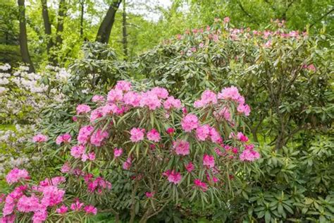 Azalea Leaves Turning Yellow and Brown: 5 Causes, Solutions & Best Care ...