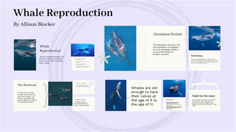 Whale Reproductive System By Allison Blocker On Prezi