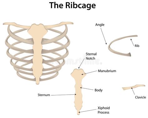 The Rib Cage Labeled Diagram Stock Vector - Illustration of bone ...