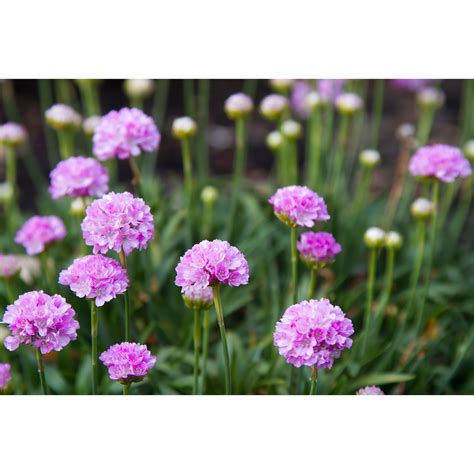 140mm Armeria Sweet Dreams Armeria Pseudarmeria Bunnings Australia