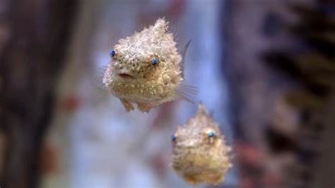 Este extraño pez con una armadura de dientes se fija a las rocas con